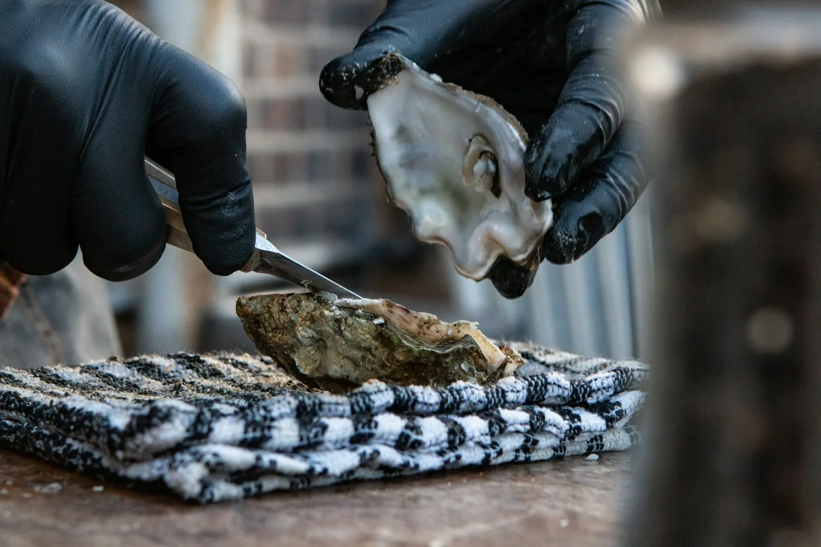 Gloved hands shucking an oyster over a towel